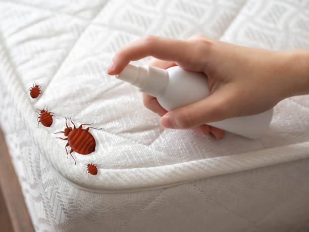 Best Spider Control Near Me  in Fredonia, WI